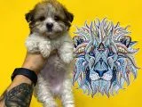 Orj. Babyface Morkie Bebeklerimiz