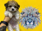 Orj. Babyface Morkie Bebeklerimiz