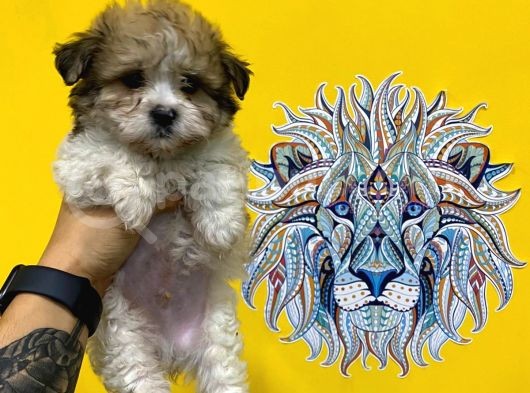 Orj. Babyface Morkie Bebeklerimiz görsel