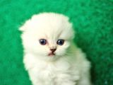 Irk Ve Sağlık Garantili Scottish Fold&Straight Yavrular
