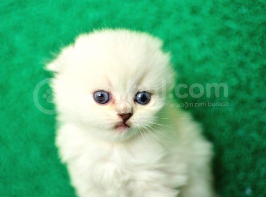 Irk Ve Sağlık Garantili Scottish Fold&Straight Yavrular görsel