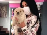 Teslime Hazır ChowChow Yavrum