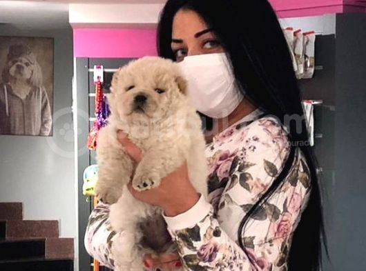 Teslime Hazır Chowchow Yavrum görsel