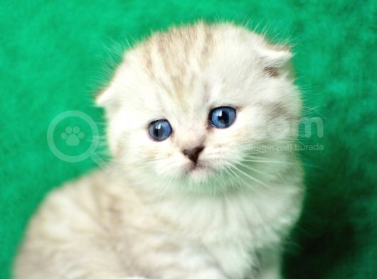 Irk Ve Sağlık Garantili Scottish Fold&Straight Yavrular görsel