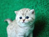 Irk Ve Sağlık Garantili Scottish Fold&Straight Yavrular