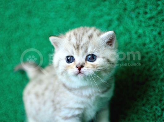 Irk Ve Sağlık Garantili Scottish Fold&Straight Yavrular görsel