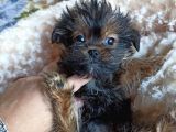 Morkie Orjınal Yavrumuz