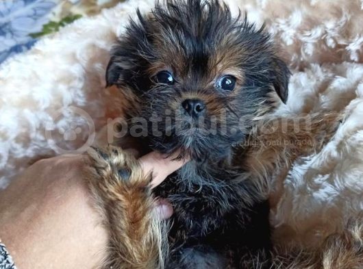 Morkie Orjınal Yavrumuz görsel