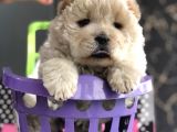 Dişi Chowchow Yavrum Teslime Hazır