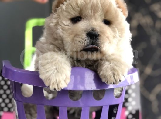 Dişi Chowchow Yavrum Teslime Hazır görsel