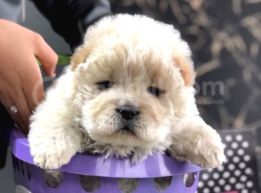 Dişi Chowchow Yavrum Teslime Hazır görsel