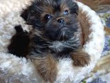 Morkie Orjınal Yavrumuz