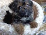Morkie Orjınal Yavrumuz