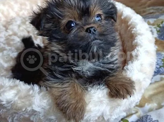 Morkie Orjınal Yavrumuz