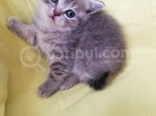 Şecereli Babanın Yavruları görsel