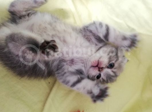 Şecereli Babanın Yavruları görsel