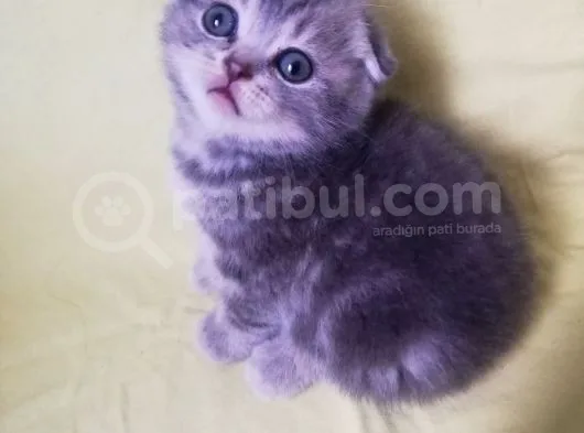 Şecereli Babanın Yavruları