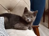 3.5 Aylık British Shorthair