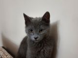 3.5 Aylık British Shorthair