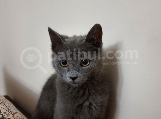 3.5 Aylık British Shorthair görsel