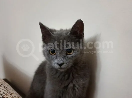 3.5 Aylık British Shorthair