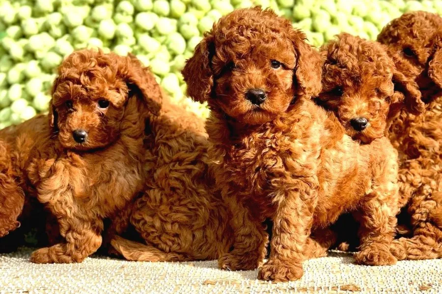 Toy Poodle Yavrularımız