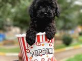 Orjinal Black Poodle Kızımız Irk Garantili