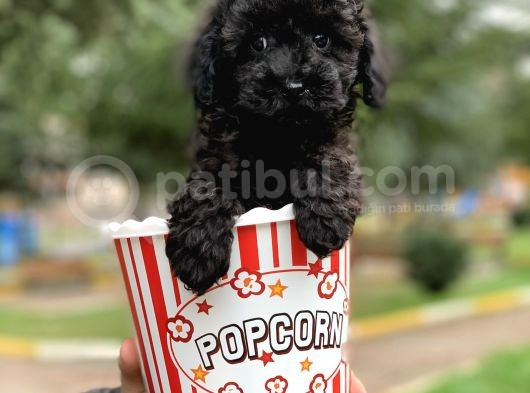 Orjinal Black Poodle Kızımız Irk Garantili görsel