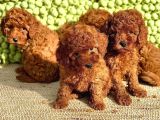 Toy Poodle Yavrularımız