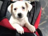 Teslime Hazır Erkek Jack Russell