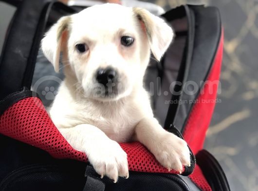 Teslime Hazır Erkek Jack Russell görsel