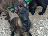 Türki̇yeni̇n En İyi̇leri̇nden  Mali̇noi̇s Yavrular