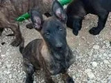 Türki̇yeni̇n En İyi̇leri̇nden  Mali̇noi̇s Yavrular