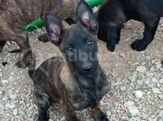 Türki̇yeni̇n En İyi̇leri̇nden  Mali̇noi̇s Yavrular görsel