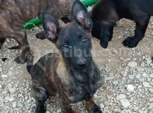 Türki̇yeni̇n En İyi̇leri̇nden  Mali̇noi̇s Yavrular