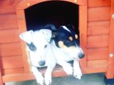 Jack Russel Terrier