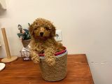 Safkan Orji̇nal Kizil Toy Poodle Di̇şi̇