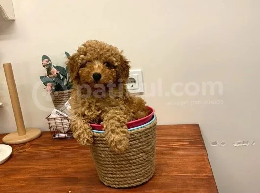 Safkan Orji̇nal Kizil Toy Poodle Di̇şi̇