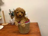 Safkan Orji̇nal Kizil Toy Poodle Di̇şi̇