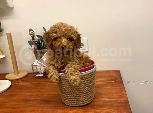 Safkan Orji̇nal Kizil Toy Poodle Di̇şi̇ görsel