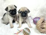 Pug Bebek