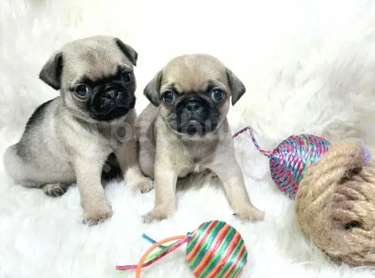 Pug Bebek
