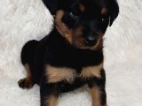 Rotweiller Bebek