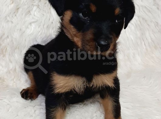 Rotweiller Bebek görsel