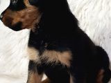 Rotweiller Bebek