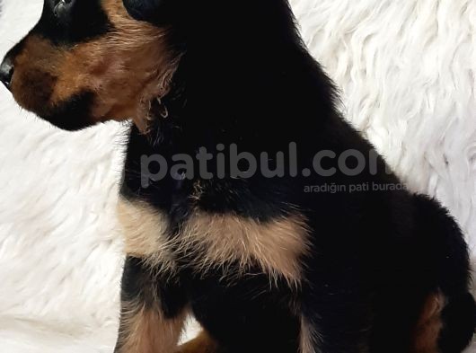 Rotweiller Bebek görsel