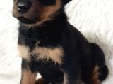 Rotweiller Bebek