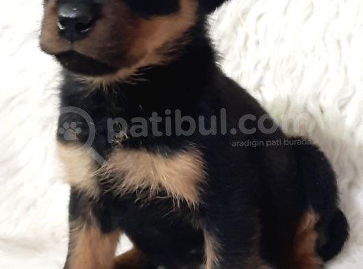 Rotweiller Bebek görsel