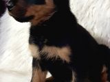Rotweiller Bebek