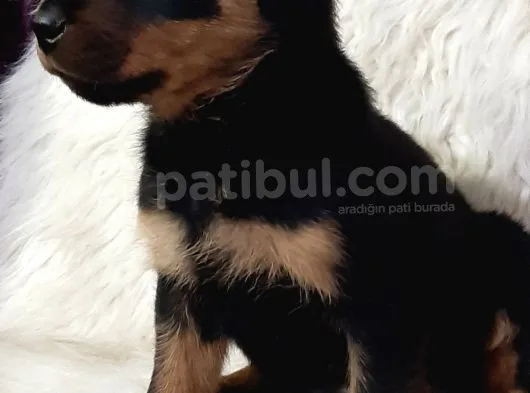 Rotweiller Bebek